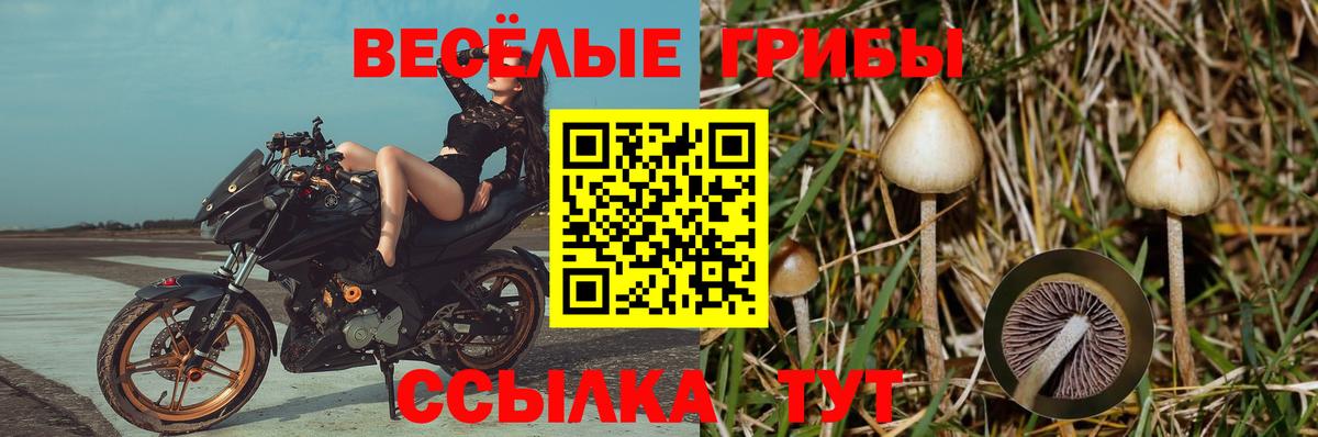 Галлюциногенные грибы Psilocybine cubensis  где купить   Рассказово  Псилоцибиновые грибы прущие грибы  Вход с VPN 